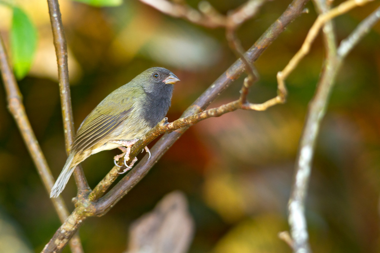 image Black-faced Grassquit